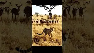 Incredible Wildlife Encounter: Predator Confronts Herd