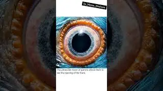 zoomed in structures of eyes of different animals😍 #beauty #nature #eye #bio #animals #structure