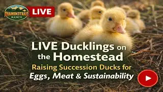 LIVE Ducklings on the Homestead Day 3 🦆 | Raising Succession Ducks for Eggs, Meat & Sustainability