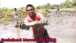 Amazing Mud water hand fishing/Boy catching snakehead murrel fish from mud water. FishingArroundBd