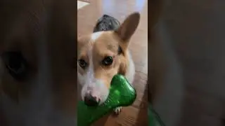 Brick loves to play. #corgicuteness #corgipuppy #corgi #corgicorner #corgigang #corgilife #corgis