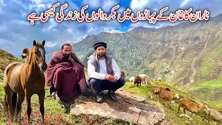 How is the life of Bakrwals in the mountains of Naran Kaghan 🏔