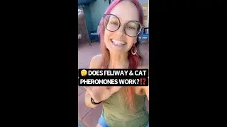 🤔 Does Feliway Work?!