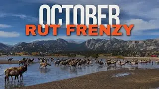 October Elk Rut Frenzy at Lake Estes
