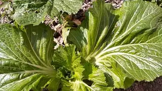 SAAG ra Dhido #food #nepalistyle #kitchen #vloggerlife 