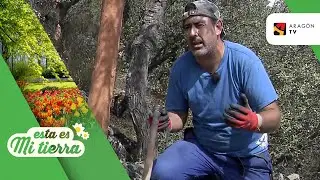 Época de sacar el corcho al alcornoque