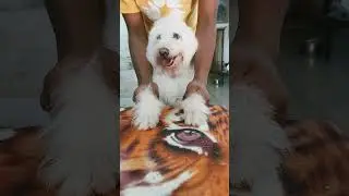 #dog #lucky #viral #shortvideo #pet corner  #youtubeshorts #spitz