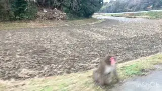 秋に魚が滅んだ用水路探索Part1