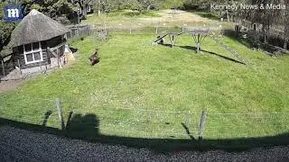 Goat and Rooster save a chicken from hawk attack| Amazing Animals