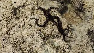 ОФИУРА или ЗМЕЕХВОСТКА.Stachelh&auml;uter (Echinodermata).Ophiuroidea .2H1A5764