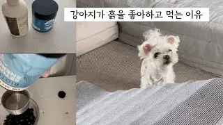강아지에게 흙(?)을 먹여야 하는 이유, MCT오일로 강아지 아이스크림 만들기