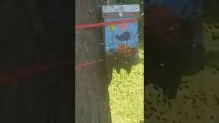 May 9,23 be swarm