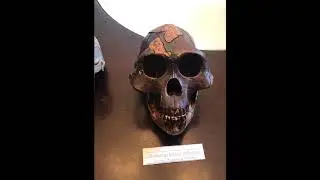 Early Primate and Hominin Fossils