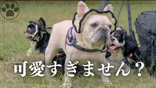 愛犬に可愛い帽子を付けたら固まってしまいました😂
