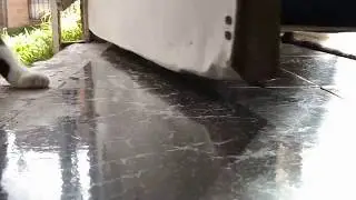 GATO LADRON DEL BARRIO, Gatos ladrones Robando, el rob&oacute; m&aacute;s tierno, Gatos graciosos.