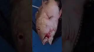 Fisherman Catches GIANT Mutton Snapper