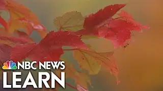 Chemistry of Changing Leaves