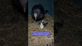 Turkey Hen and BABIES!!! 🥰