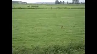 vechtende (rammelende) hazen in paartijd
