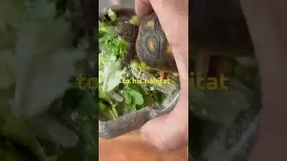 Baby Redfoot Tortoise enjoys a delicious fresh salad!