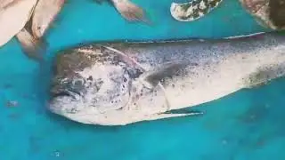 Amroz Fish Cutting #fishherbal