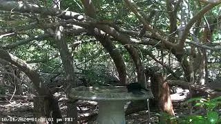 Rose-breasted Grosbeak