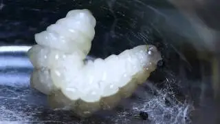 Ichneumon Wasp Prepupa Spininng Cocoon 寄生蜂の前蛹の吐糸と脱糞