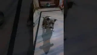 jimmy🤭😅#pitbull #ytshorts