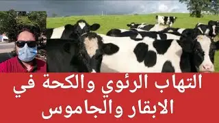 التهاب الرئوي والكحة في الابقار والجاموس وكيفية علاجه و تشخيصه بشكل صحيح