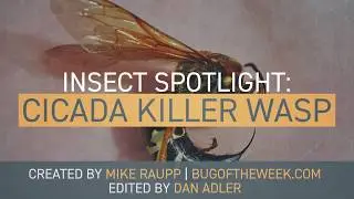 Cicada Killer Wasp - Insect Profile
