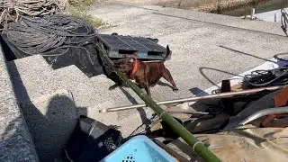 ふぁ！？