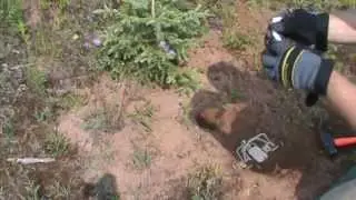 How to Catch Lots of Coyotes. Step Down set shown and easy to make