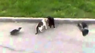 Epic Cat Fight (cat's horror)