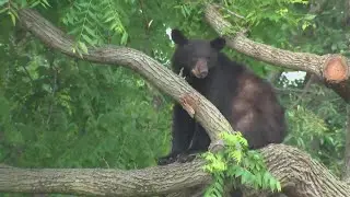 Black bear spotted in DC neighborhood
