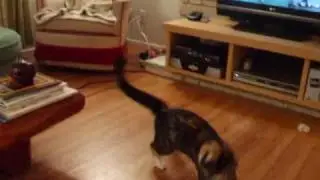 Anya: Action Kitty