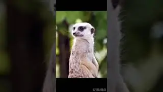fact about of meerkat  🦫@meerkat@AbusiveMeerkat @brothersmeerkats4585 #meerkat #subscribe