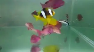 Male and female Spotfin Anthias
