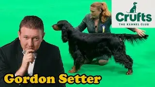 Crufts 2022 Gordon Setter