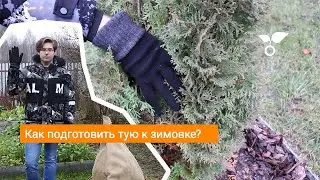 Как подготовить тую к зимовке?