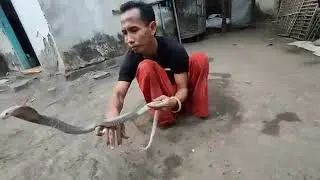 PENAMPAKAN COBRA PUTIH | JAGAD MUDA