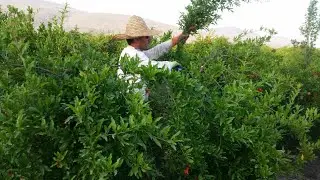 هەڵپاچینی هاوینەی داری هەنار