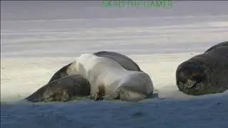 wonder animals