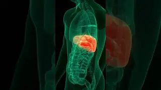 HUMAN LIVER  \\ LIVER 3D ANIMATION \\ LIVER ANANTOMY