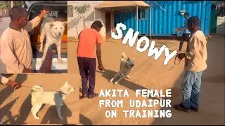 White Akita come from Udaipur on Behaviour Training @dogloverprakash