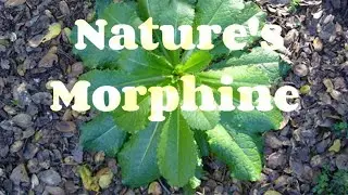 Spoonie Life in this crazy world! Benefits of going natural for pain relief! Come join us!
