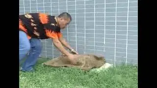 Establishing a Modified Mat Nursery for Rice | IRRI x MACDL