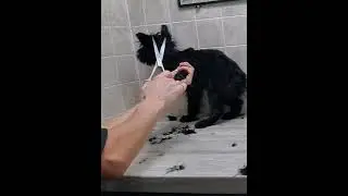 Morkie puppy's 1st paw, nail & face trim, very relaxed, dog grooming without restraints