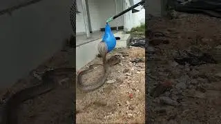 Amazing Snake Reaction &ndash; Water Balloon Experiment  Wildlife Education