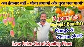 Best Mango & Citrus Plants For Terrace garden | Successful Mango And Orange variety