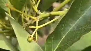 FRUITSET ON MULTI-GRAFT STEWART AVOCADO TREE UPDATE IN WATSONVILLE CALIFORNIA